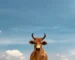 ایکالا
